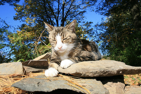 A.  Early Saturday Yogi Time